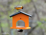 amishtoybox.live Hanging Oriole Jelly and Orange Bird Feeder, Eco-Friendly Poly Lumber