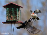 Double Suet-Cake Bird Feeder, Made With Poly Lumber, Amish-Made