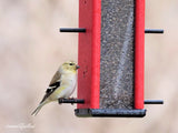 Amish-Made Finch Bird Feeder, Eco-Friendly Poly Lumber